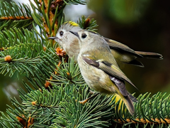 接近した菊ちゃん