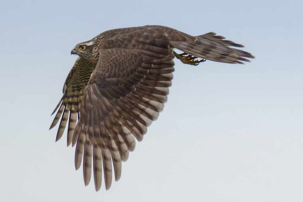 ハイタカの飛び出し③