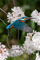 花の中を通過中