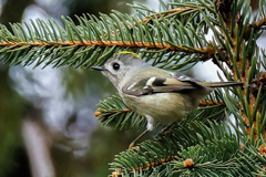 ドイツトウヒに来たキクイタダキ