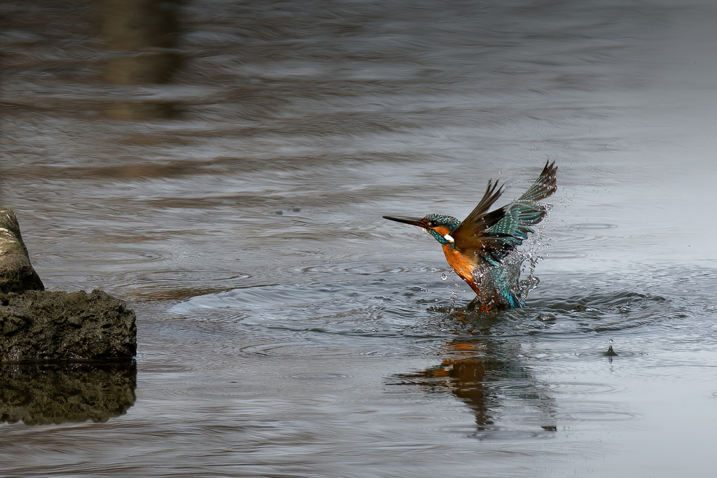 カワセミの水浴び