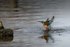 カワセミの水浴び