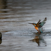 カワセミの水浴び