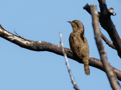 晴天のアリスイ
