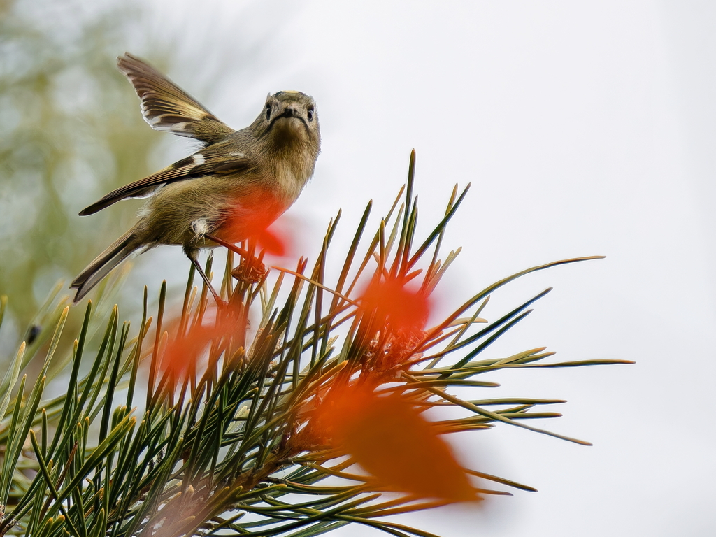 松の木に菊ちゃん②