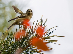 松の木に菊ちゃん②