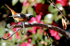 山茶花にジョウビタキ♂