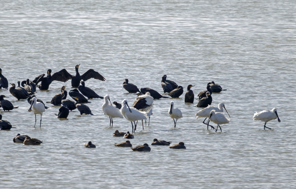 クロツラ＆ヘラサギ
