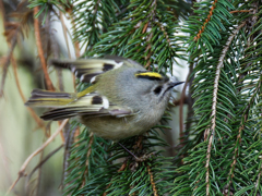 ドイツトウヒにキクイタダキ⑥