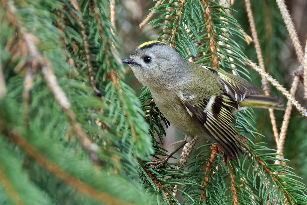 ドイツトウヒにキクイタダキ④