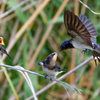 暑い中親ツバメも頑張ってるぞー！