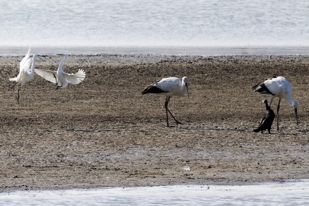 コサギのバトルなんかに興味なし！