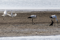 コサギのバトルなんかに興味なし！