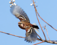 ベニマシコの飛び出し②