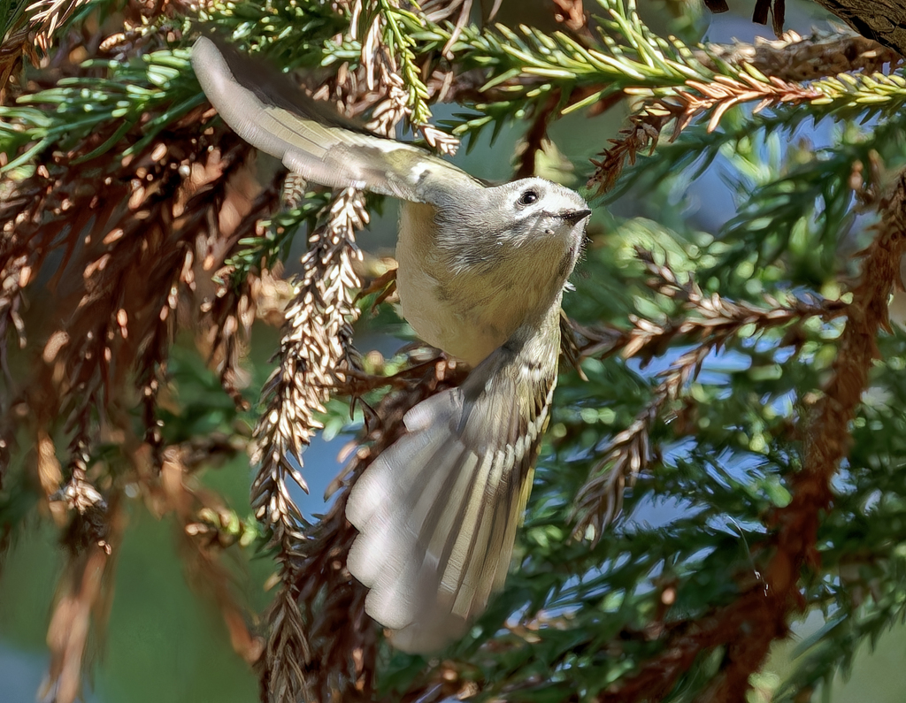 飛び出した菊戴き