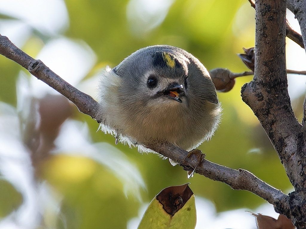 舌出しマンマル菊ちゃん