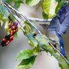 コブシの実を狙うオオルリ若
