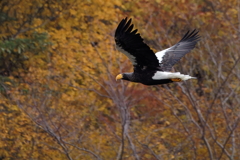 湖北晩秋の大鷲