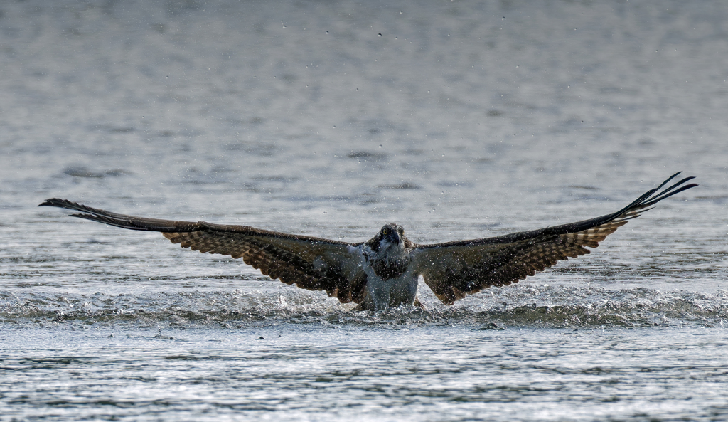 これから離水するぞー②