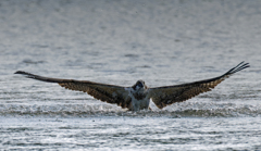 これから離水するぞー② これから離水するぞー②