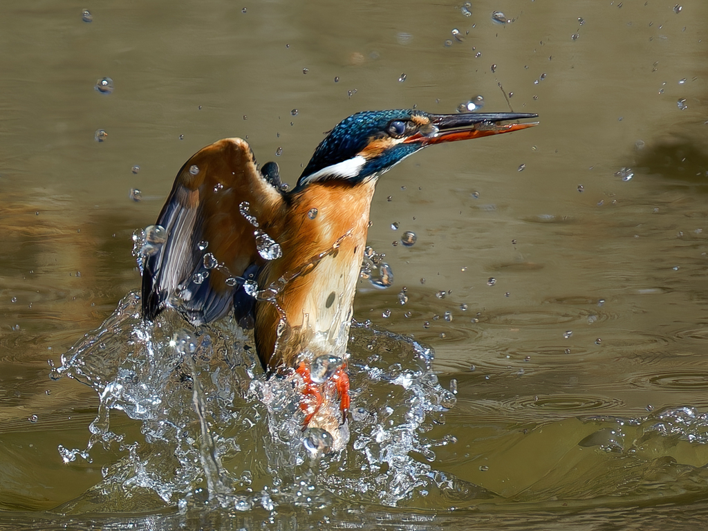 姿を見せたカワセミ①