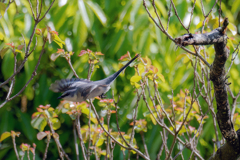 サンショウクイの飛び出し