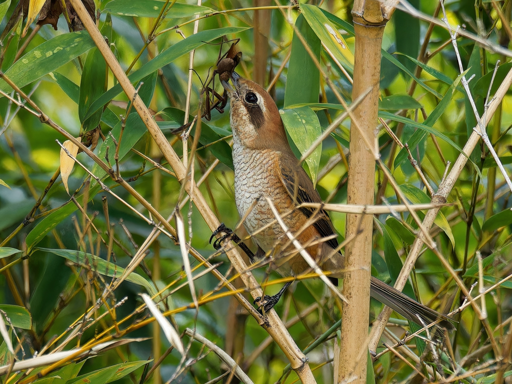 カマキリを捕ったモズ