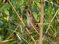カマキリを捕ったモズ
