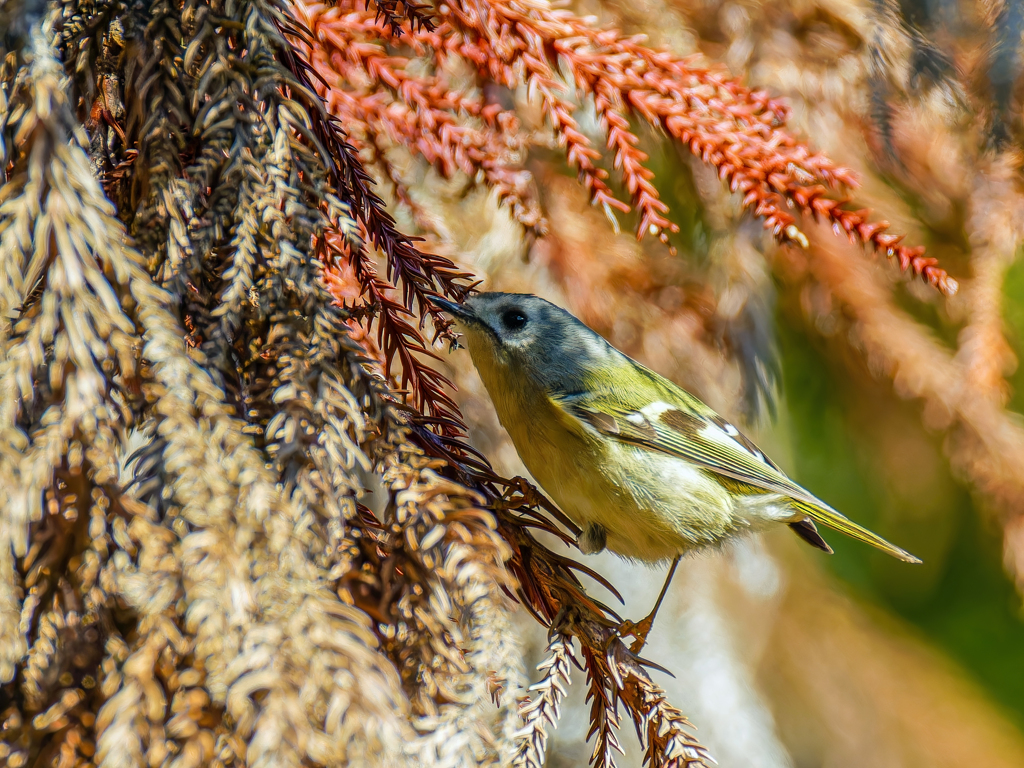 キクイタダキ②