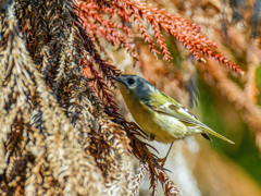 キクイタダキ②