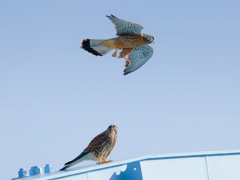 見上げるチョウゲンボウ♀