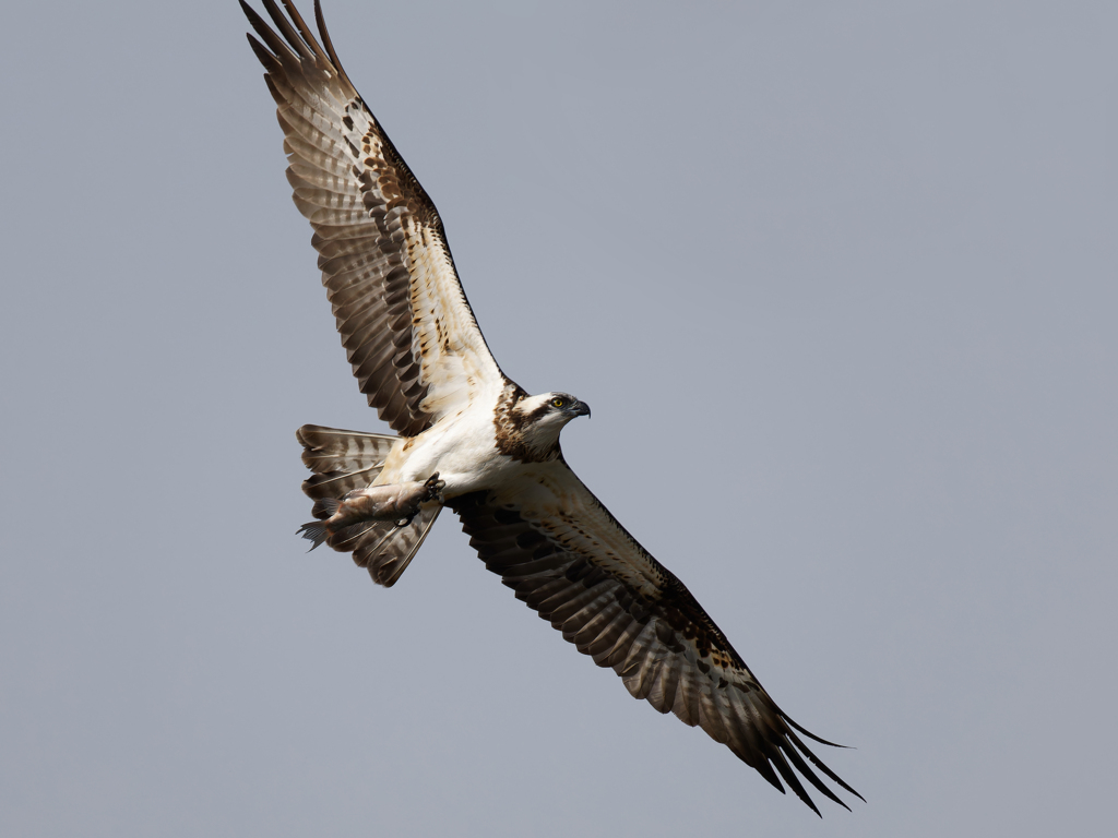 鮒を捕ったミサゴ①
