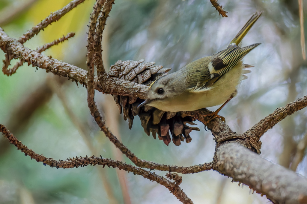 キクイタダキの飛び出し②