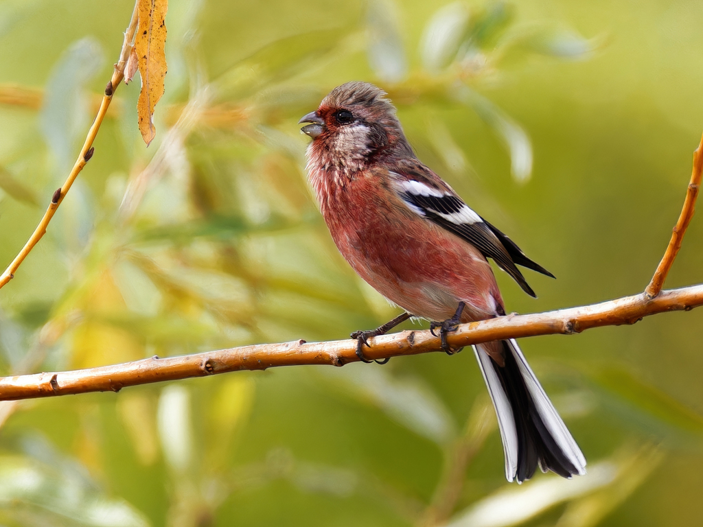 ベニマシコ♂①