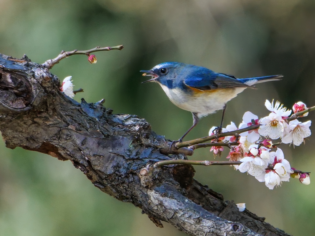 餌を求めて白梅に、、、