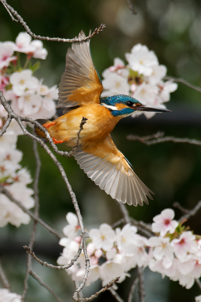 カワセミの飛び出し