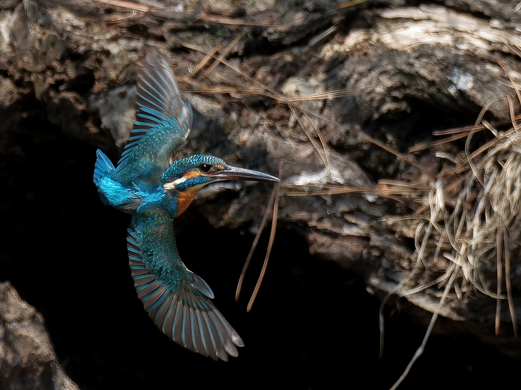カワセミの飛着き②