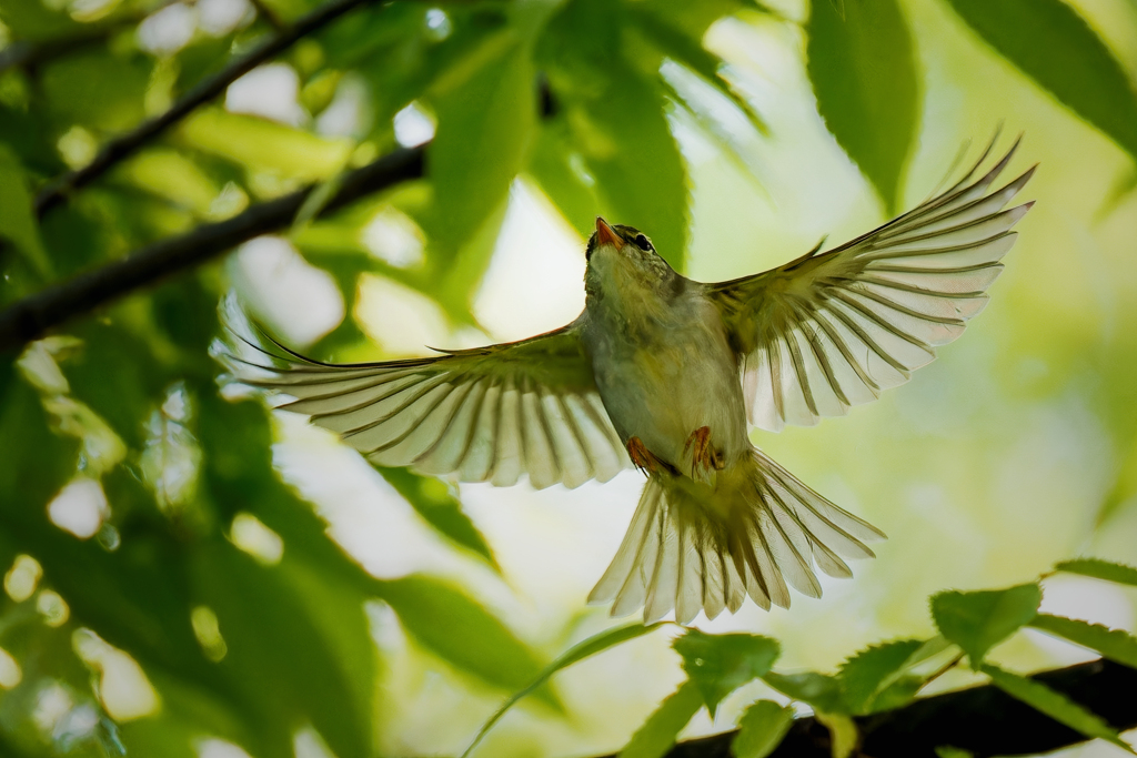 ムシクイの飛着き