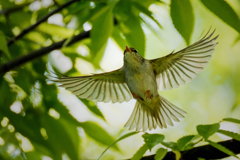 ムシクイの飛着き