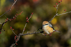 蕾紅梅に留まったモズ