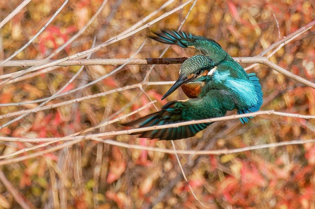 カワセミの飛び出し