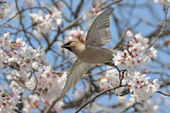 桜キレンジャク④