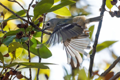 菊ちゃんの飛び出し