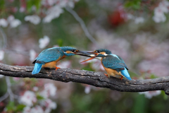 カワセミの餌渡し②