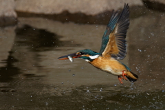 カワセミの魚捕り②