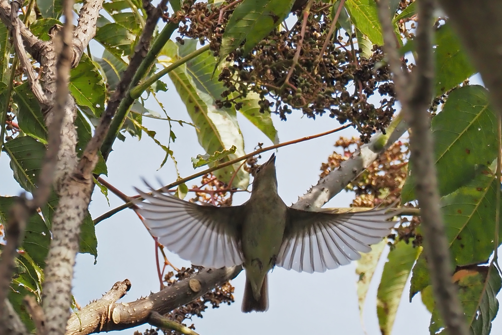 実めがけて、、、