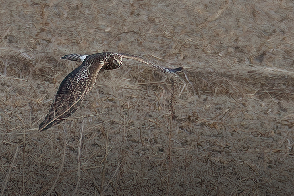 灰色チュウヒ♀