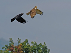 カラスの威嚇に耐えるノスリ