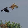 カラスの威嚇に耐えるノスリ