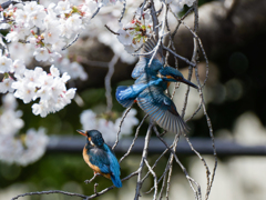 餌渡しNO